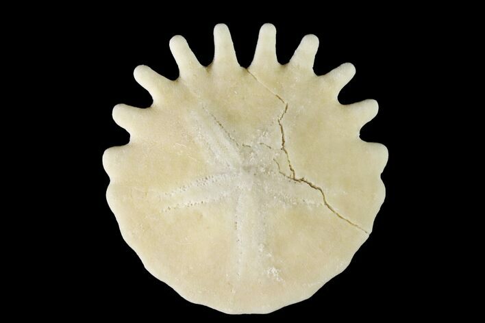 Fossil Sand Dollar (Heliophora) - Boujdour Province, Morocco #160286